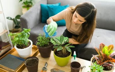 The Best Plants to Use in Home Staging: A Quick Guide