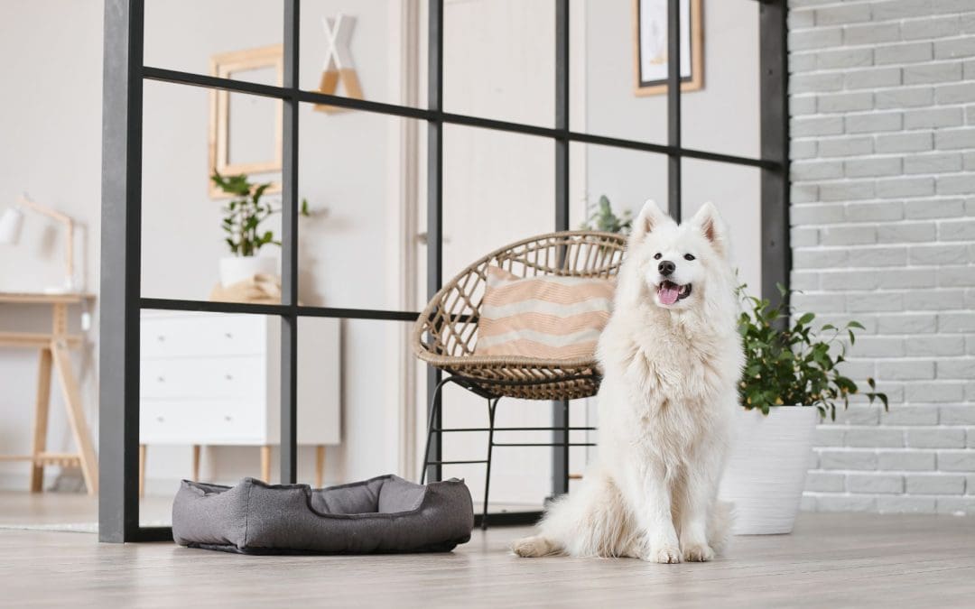 Home Staging for Pet Owners: Tricks and Tips