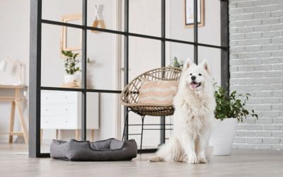 Home Staging for Pet Owners: Tricks and Tips
